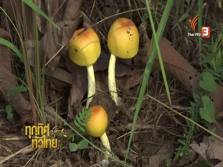 อาชีพทั่วไทย : ชาวขอนแก่นปลูกป่าเพาะเห็ดป่า