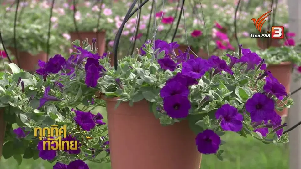 อาชีพทั่วไทย : เพาะพันธุ์ไม้กระถาง