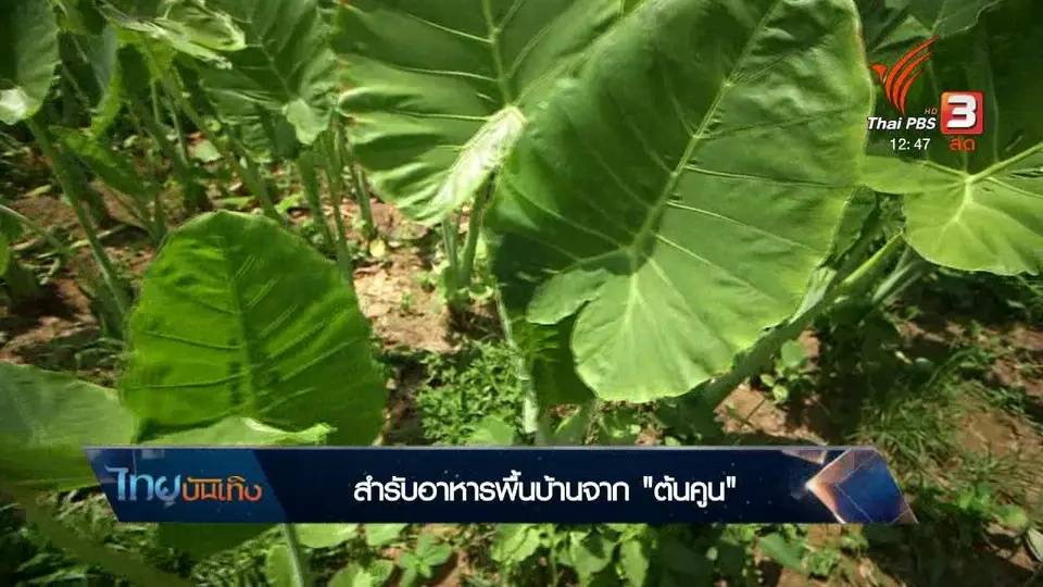 อิ่มมนต์รส : สำรับอาหารพื้นบ้านจาก "ต้นคูน"