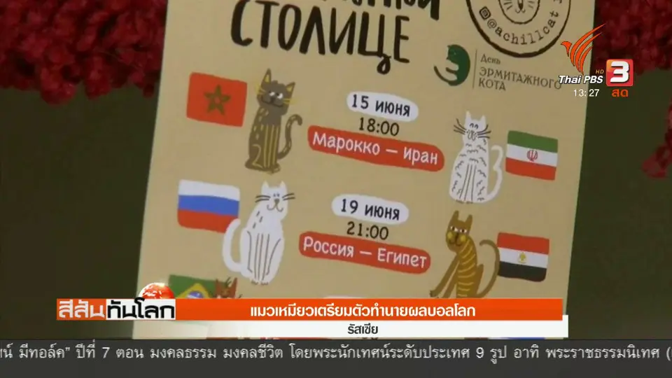 แมวเหมียวเตรียมตัวทำนายผลบอลโลก