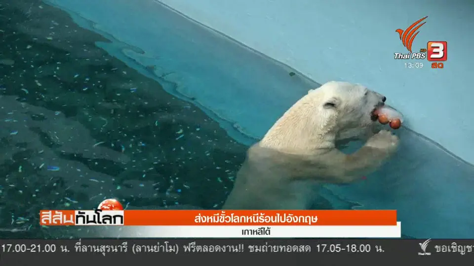 ส่งหมีขั้วโลกหนีร้อนไปอังกฤษ