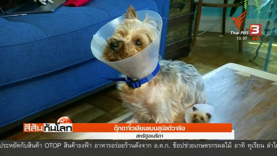 ตุ๊กตาจิ๋วเลียนแบบสุนัขตัวจริง