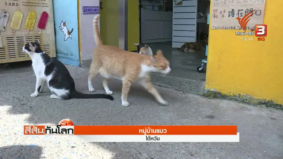 หมู่บ้านแมว
