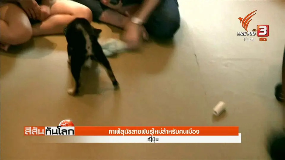 คาเฟ่สุนัขสายพันธุ์ใหม่สำหรับคนเมือง