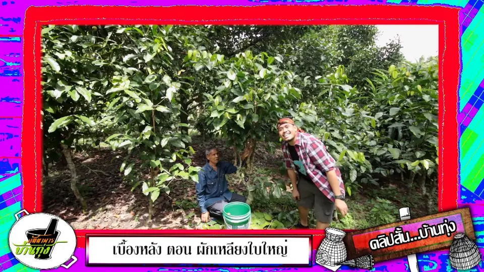คลิปบ้านทุ่ง : เคล็ดลับการตอนกิ่ง