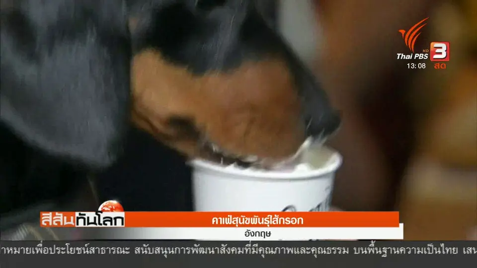 คาเฟ่สุนัขพันธุ์ไส้กรอก