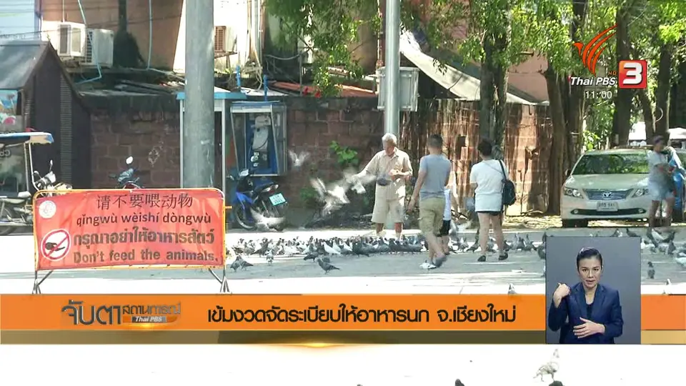 เข้มงวดจัดระเบียบให้อาหารนก จ.เชียงใหม่
