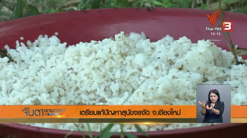 เตรียมแก้ปัญหาสุนัขจรจัด จ.เชียงใหม่