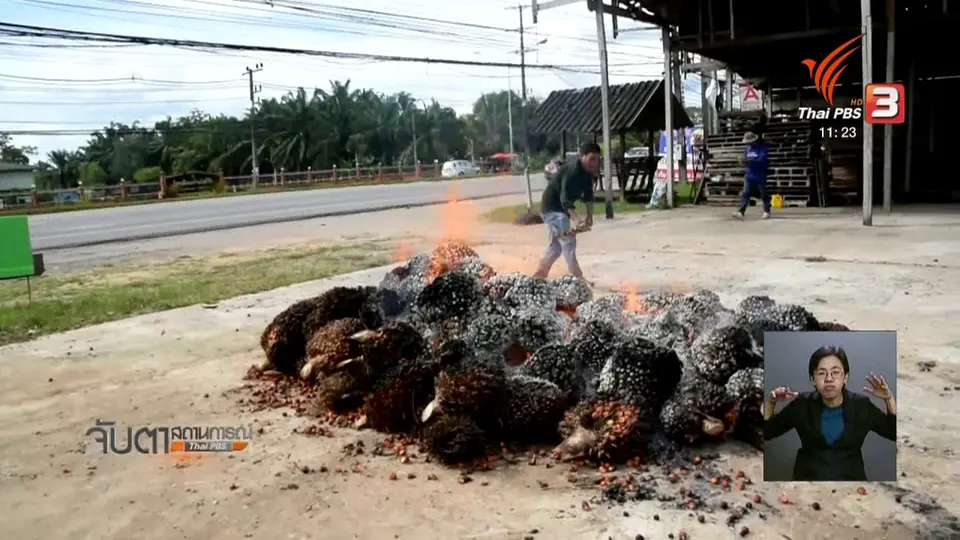 ผลกระทบปาล์มน้ำมันราคาตก
