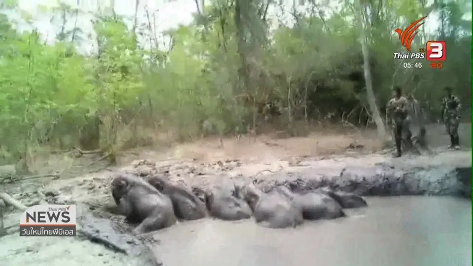 ลูกช้างป่าติดบ่อโคลน อุทยานฯ ทับลาน
