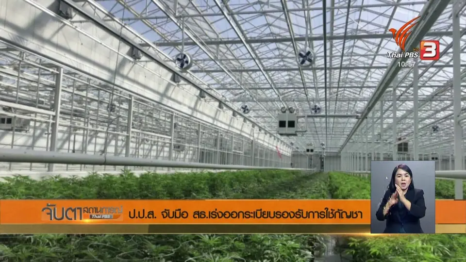 ป.ป.ส. จับมือ สธ.เร่งออกระเบียบรองรับการใช้กัญชา