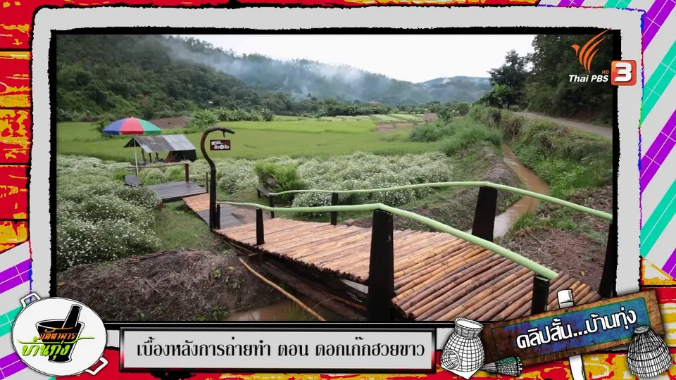 คลิปบ้านทุ่ง : ทุ่งดอกเก๊กฮวยขาว