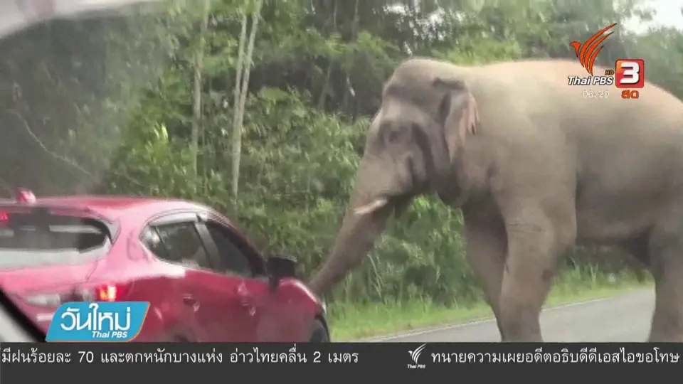 เตือนระวังช้างตกมันในอุทยานฯ เขาใหญ่