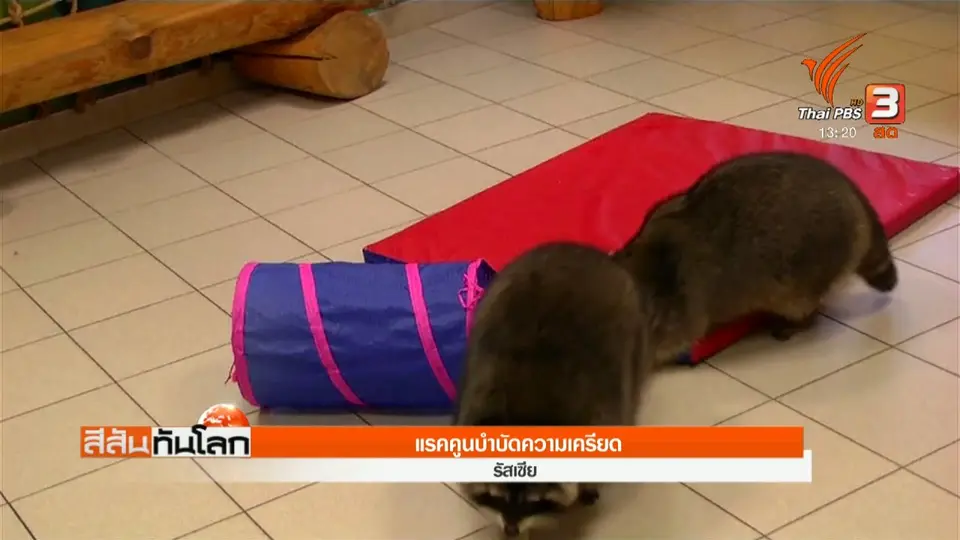 แรคคูนบำบัดความเครียด