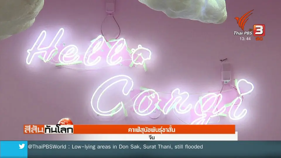 คาเฟ่สุนัขพันธุ์ขาสั้น