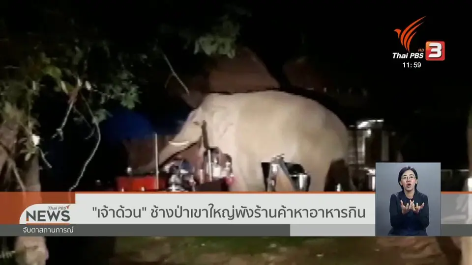 "เจ้าด้วน" ช้างป่าเขาใหญ่พังร้านค้าหาอาหารกิน