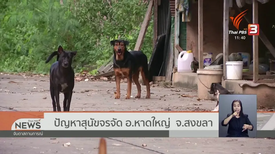 ปัญหาสุนัขจรจัด อ.หาดใหญ่ จ.สงขลา