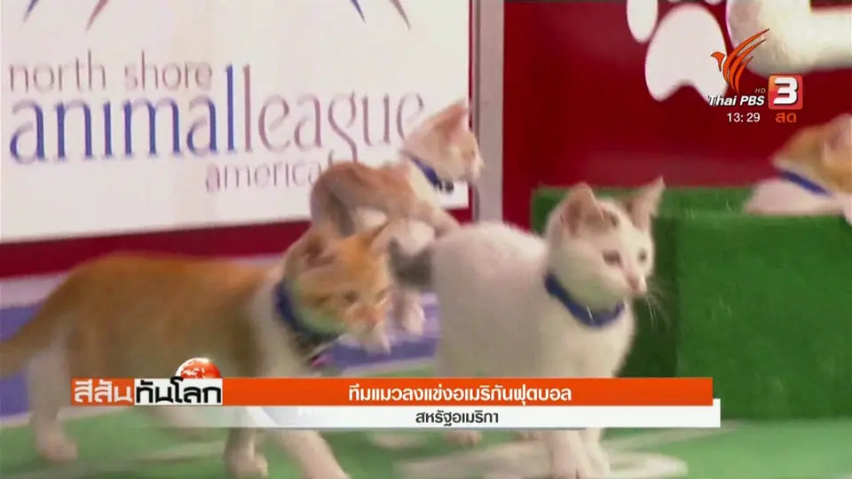 ทีมแมวลงแข่งอเมริกันฟุตบอล