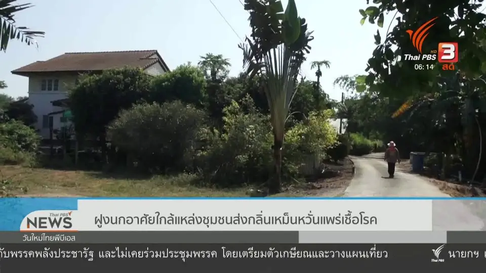 ฝูงนกอาศัยใกล้แหล่งชุมชนส่งกลิ่นเหม็นหวั่นแพร่เชื้อโรค