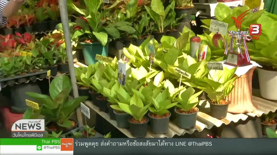 สีสันทั่วไทย (30 ม.ค. 62)