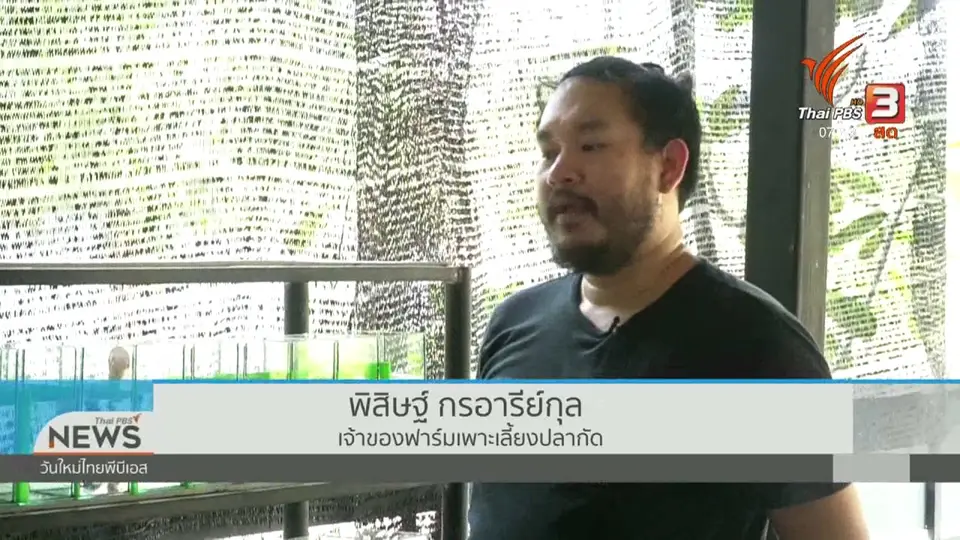 ​ปากท้องต้องรู้ : "ปลากัดไทย" ขาดตลาด โอกาสผู้เลี้ยงรายย่อย