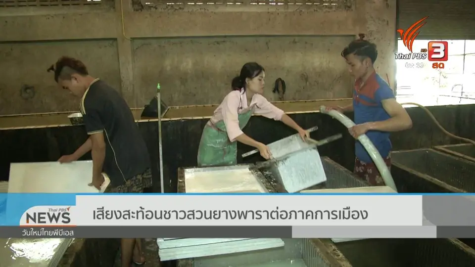 เสียงสะท้อนชาวสวนยางพาราต่อภาคการเมือง