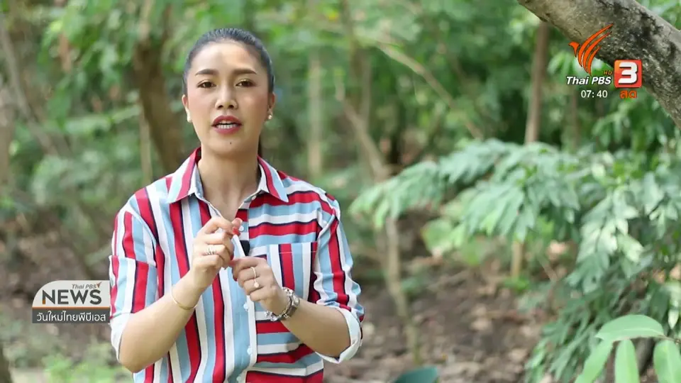 ปากท้องต้องรู้ : วิบากกรรม "ชาวสวนยาง"