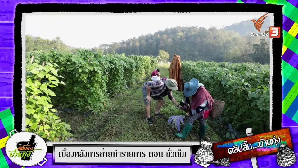 คลิปบ้านทุ่ง : อุปกรณ์พิเศษช่วยเก็บถั่วเข็ม