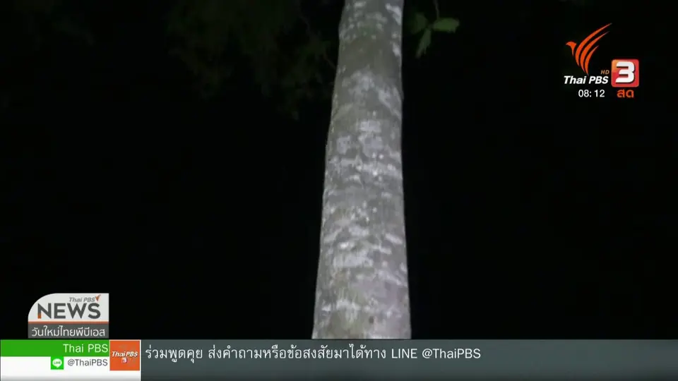 ​จับตาข่าวเด่น : ชาวพัทลุงกินฉี่จั๊กจั่น เชื่อเป็นน้ำศักดิ์สิทธิ์ รักษาโรคได้​