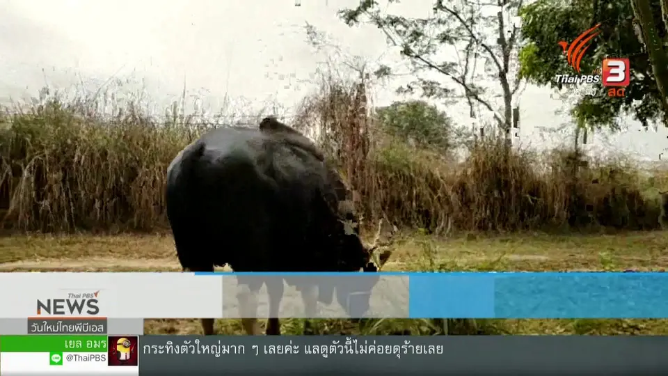 สีสันทั่วไทย (19 มี.ค. 62)