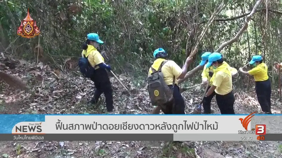 ​ฟื้นสภาพป่าดอยเชียงดาวหลังถูกไฟป่าไหม้