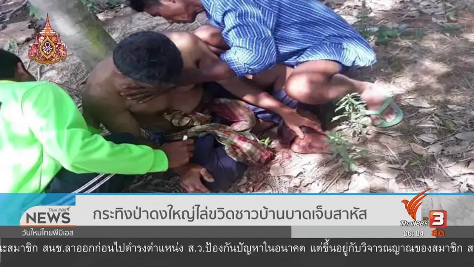 กระทิงป่าดงใหญ่ไล่ขวิดชาวบ้านบาดเจ็บสาหัส