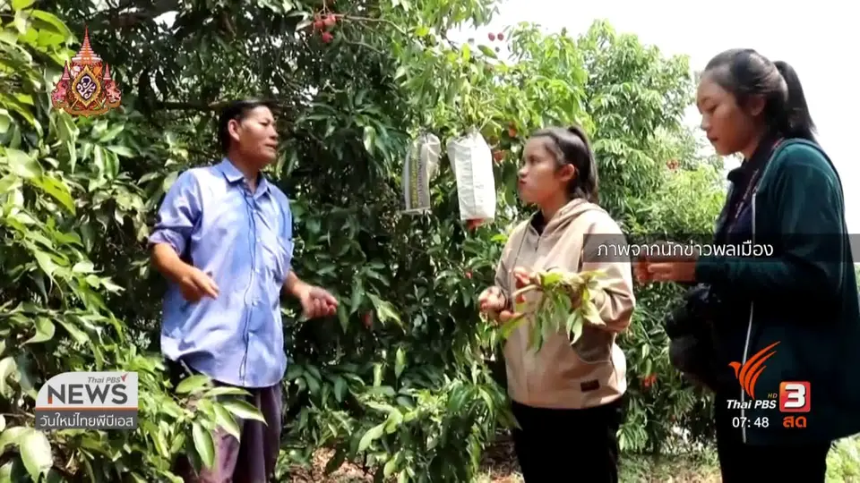 C-site Report : อากาศร้อนกระทบผลผลิตการเกษตรภาคเหนือ