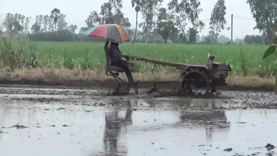 ถือฤกษ์วันพืชมงคล ไถพรวนดินเพาะปลูกข้าว