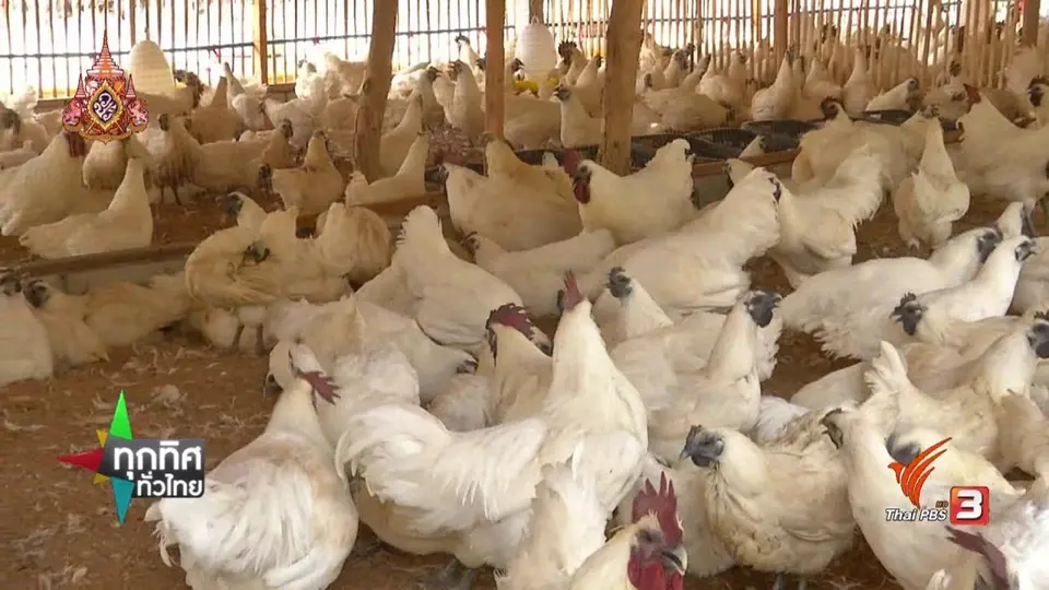 ​ชุมชนทั่วไทย : ชาวพรหมพิรามรวมกลุ่มเลี้ยงไก่ดำ