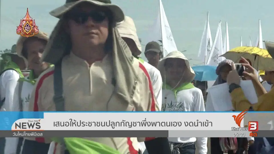 เสนอให้ประชาชนปลูกกัญชาพึ่งพาตนเอง งดนำเข้า