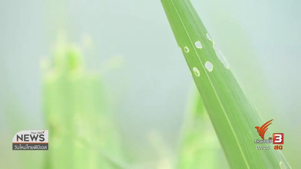 ​ลงทุนทำกิน : ผลกระทบ "หนอนกระทู้" ทำให้ข้าวโพดเสียหาย