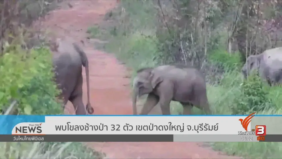 ​พบโขลงช้างป่า 32 ตัว เขตป่าดงใหญ่ จ.บุรีรัมย์