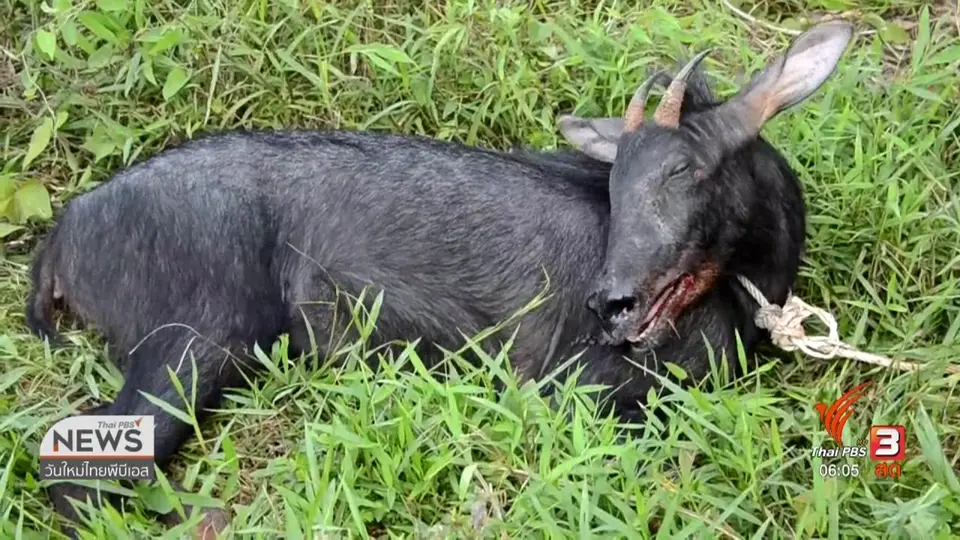 ​พบเลียงผา ฟื้นยาสลบหนีการขนย้ายได้รับบาดเจ็บ