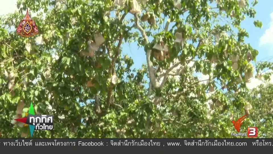 อาชีพทั่วไทย : แปรรูปกระท้อน