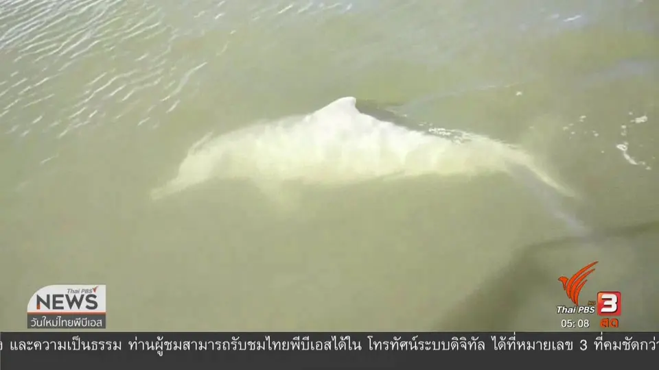 ​พบโลมาปากขวดบริเวณอ่าวพังงา