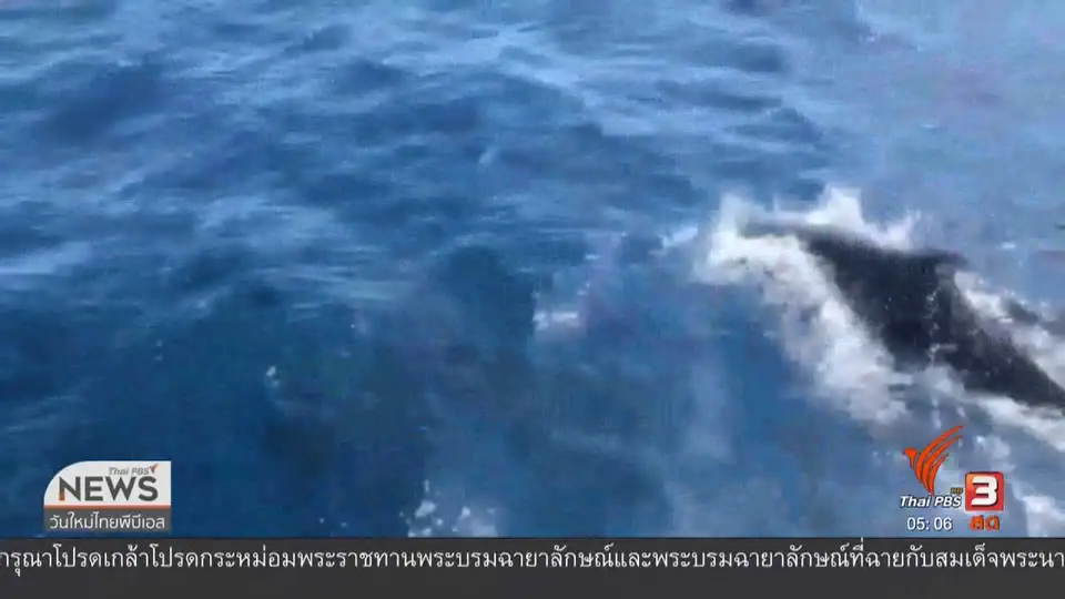พบฝูงวาฬเพชฌฆาตดำบริเวณเกาะเต่า