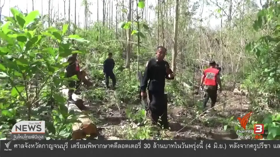 ​สวนป่า ออป.แพร่ ถูกลักลอบตัดกว่า 100 ต้น