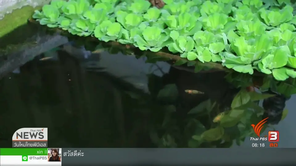 ​จับตาข่าวเด่น : เตือนภัยไข้เลือดออกระบาดหนักช่วงหน้าฝน
