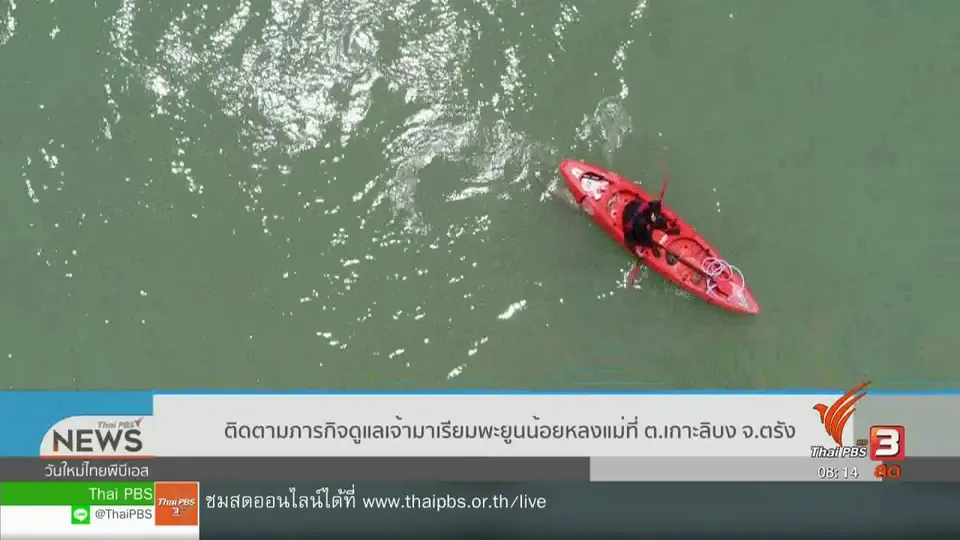 จับตาข่าวเด่น : ทีมพี่เลี้ยง "มาเรียม" เฝ้าดูแลพะยูนน้อยพลัดหลงแม่
