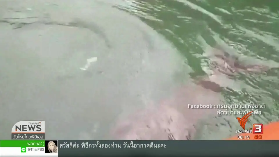 จับตาข่าวเด่น : ภารกิจดูแล "มาเรียม" พะยูนน้อยหลงแม่