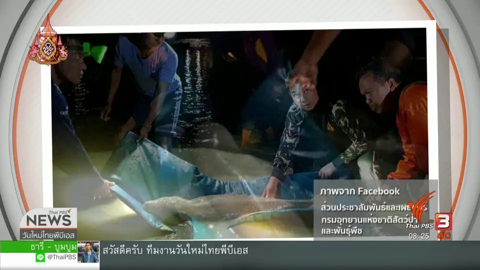 จับตาข่าวเด่น : มาเรียมพะยูนน้อยหลงแม่