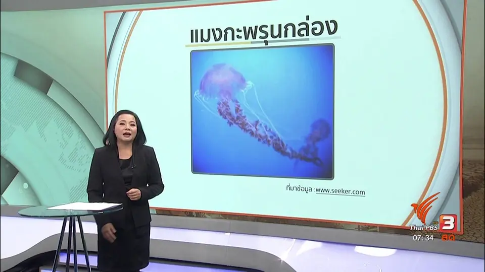 รู้เท่าทันภัย : อันตรายจากแมงกะพรุนในฤดูฝน