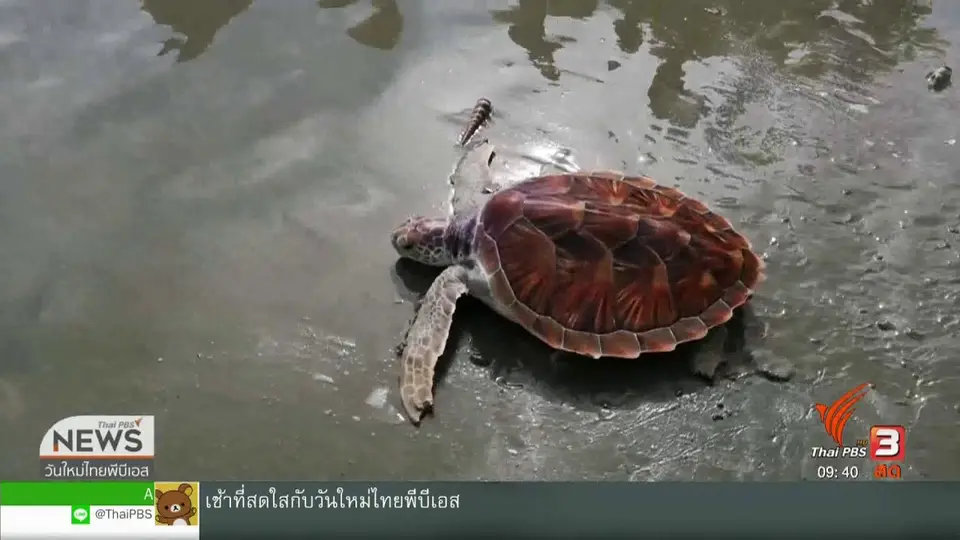 สีสันทั่วไทย (13 มิ.ย. 62)