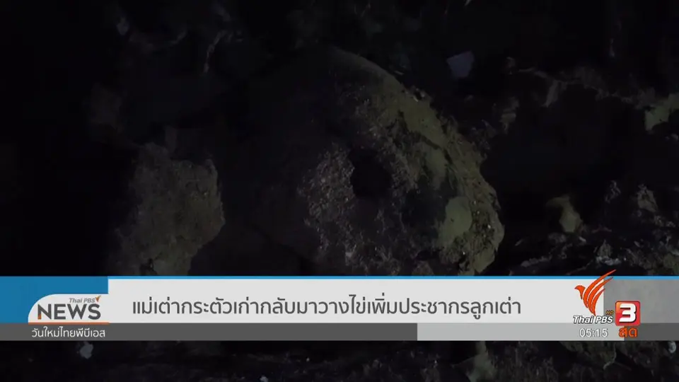 ​แม่เต่ากระตัวเก่ากลับมาวางไข่เพิ่มประชากรลูกเต่า